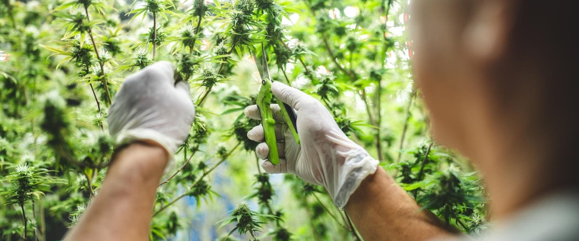 Understanding Consumer Preferences in the Cannabis Industry