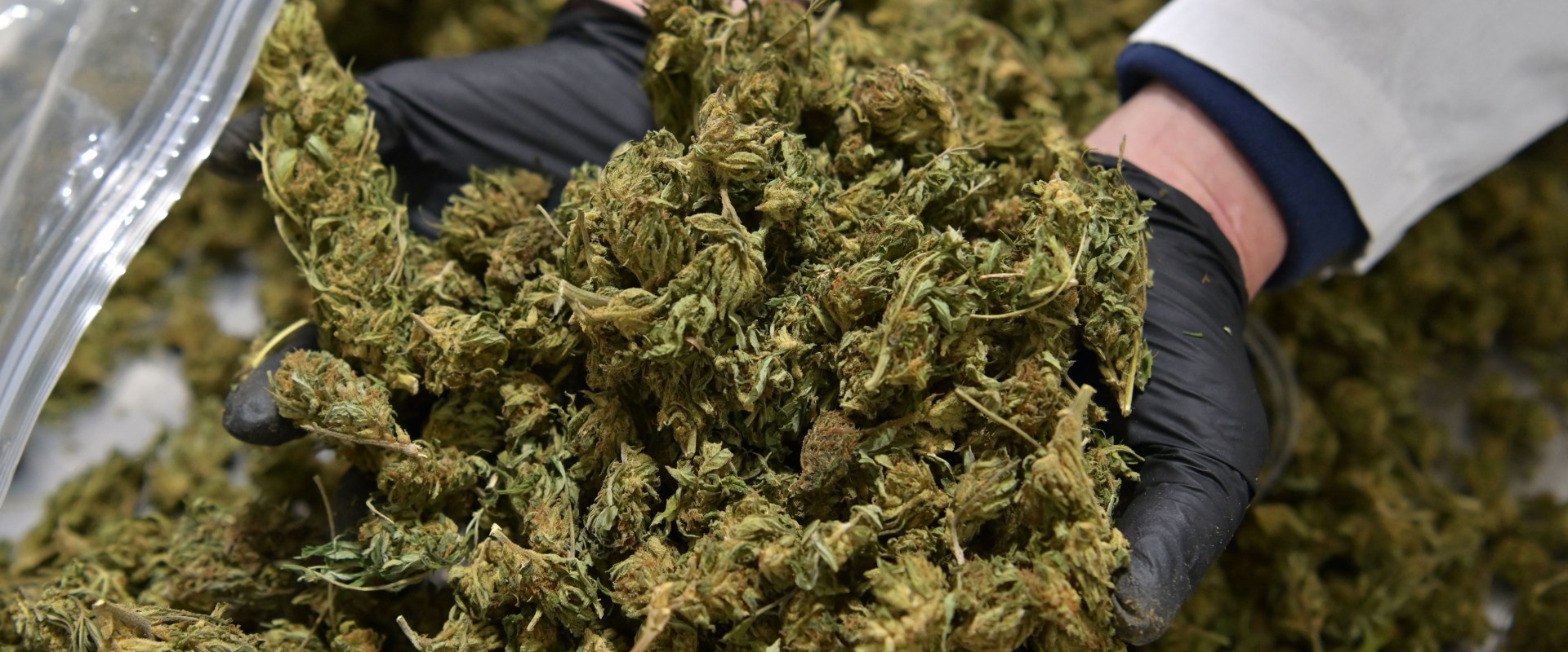Federal Legalization Efforts: The Latest Updates and Implications for the Cannabis Industry