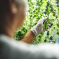 Understanding Consumer Preferences in the Cannabis Industry