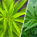 Indica vs Sativa: Understanding the Different Types of Cannabis