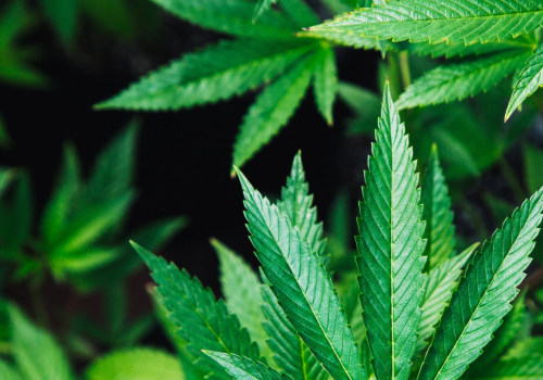 Unleashing the Potential: Latest Innovations and Products in the Cannabis Industry