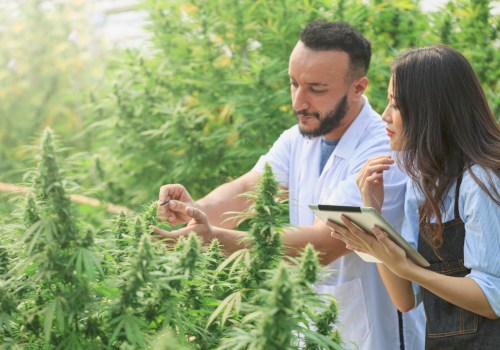 Understanding Import and Export Regulations for the Cannabis Industry