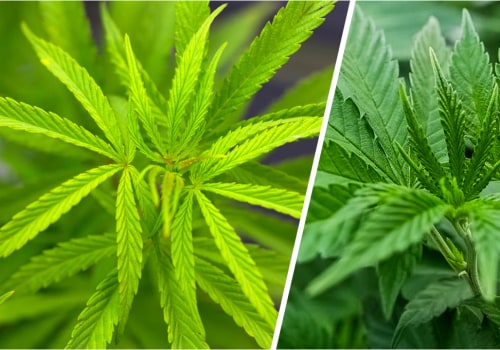 Indica vs Sativa: Understanding the Different Types of Cannabis